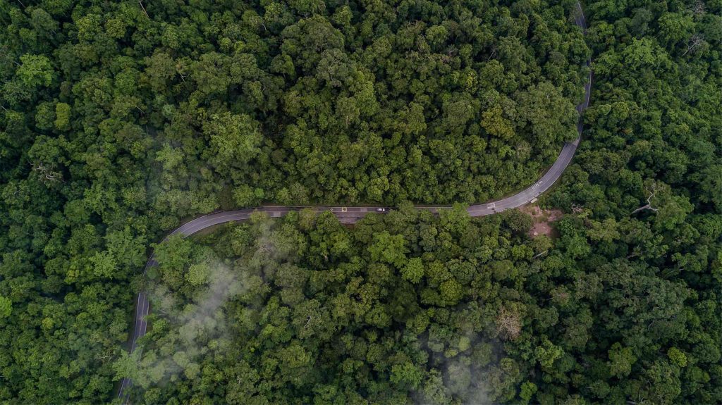 Jungle Safari